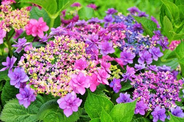 紫色のあじさい