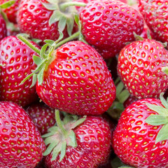 strawberries / ripe, red strawberries