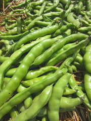 broad bell bean crop (Vicia faba)