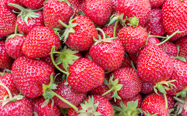 strawberries / ripe, red strawberries
