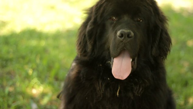 Newfoundland dog