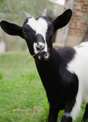 Capra tibetana bianca e nera