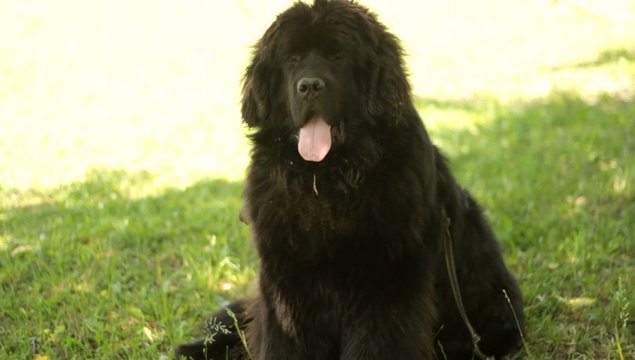 Newfoundland dog