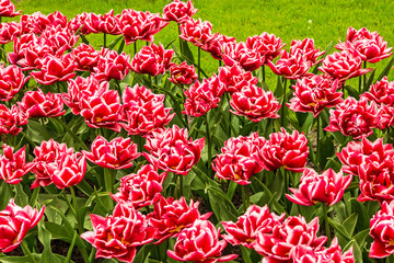tulips in flower garden Kukenhof park, Holland, Netherlands