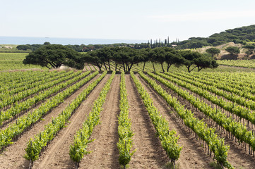 Fototapeta na wymiar Blick auf Weinanbau, Frankreich