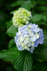 アジサイ