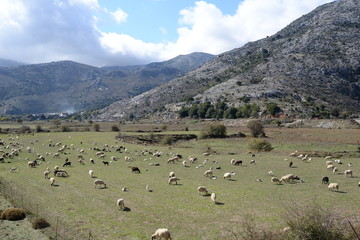 Schafe auf der Lassithi-Hochebene, Kreta