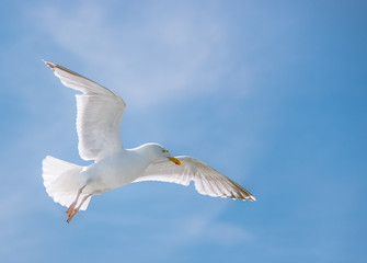 Seagull Flying High