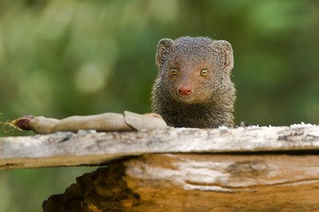 Indian gray mongoose in Sri Lanka