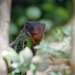 Indian gray mongoose in Sri Lanka