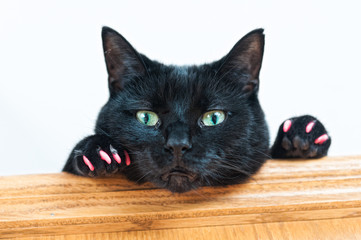 black cat looking at the camera 