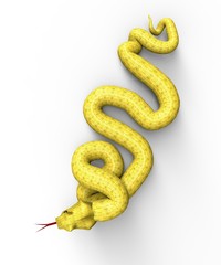 snake isolated on white ready to attack