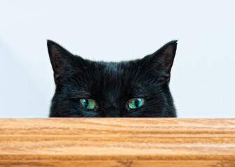 mischievous black cat 