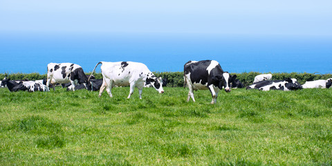 Dairy Cows In Cornwall