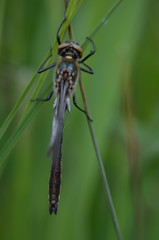 Cordulie bronzée (Cordulia aenea)