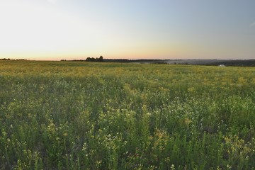 Закат в цветочном поле