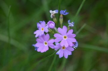 Fototapeta premium Primevère farineuse (Primula farinosa)