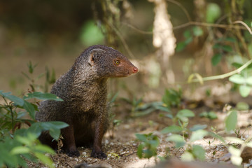 Indian gray mongoose in Sri Lanka