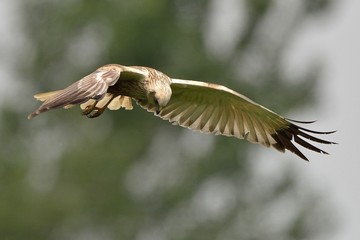 Fototapeta premium Falco di Palude