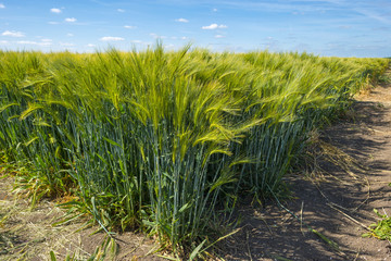 Yellow green wheat on a sunny field in spring