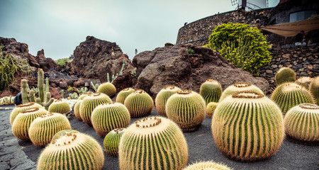 cactus garden