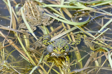 Beautiful green frog is at pond over plants, in spring season