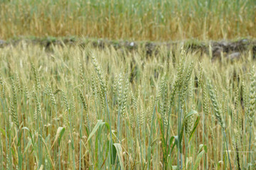 closed up the barley field in Nepal