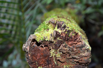 moss on the dead wood in the forest. Kinabalu Park in Sabah, Malaysia.