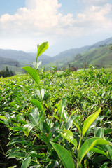 Tea plantations, Cameron Highlands, landmark of Malaysia.