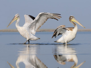 Two Dalmatian Pelican in early morning at Manych lake. Kalmykia, Russia