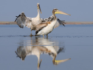 Two Dalmatian Pelicans in early morning at Manych lake. Kalmykia, Russia