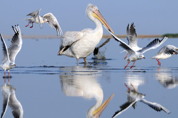 Dalmatian Pelican among gulls in early morning at Manych lake. Kalmykia, Russia