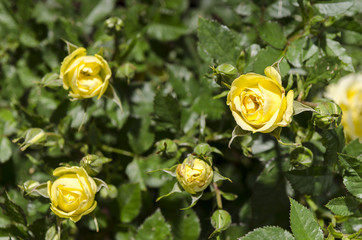 yellow rose - 85112269