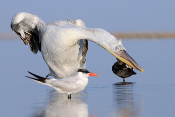 Dalmatian Pelican in early morning at Manych lake. Kalmykia, Russia