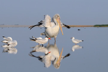 Dalmatian Pelican awakening in early morning at Manych lake. Kalmykia, Russia