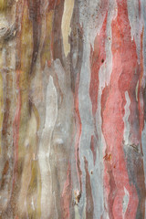 Color of Bark Eucalyptus