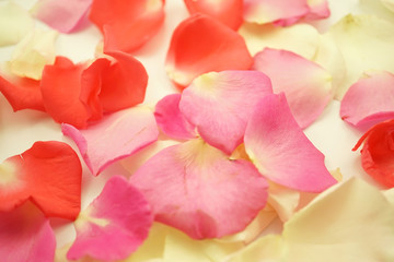 sweet color roses in soft color and blur style
