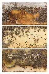 Series of honey bee beehive frames with honey, worker brood and drone comb. © meisterphotos