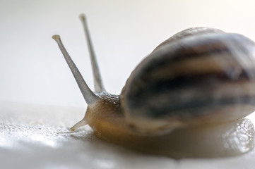 A garden snail (Helix aspersa)