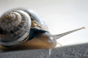 A garden snail (Helix aspersa)