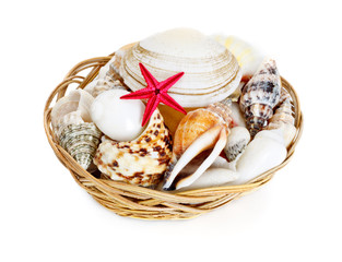 Seashells in Basket