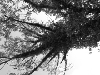Tree branches view from below