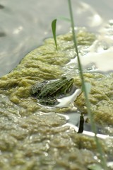 edible frog