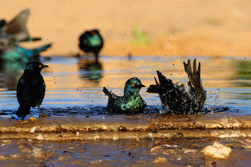 Cape glossy starling bathing in a waterhole