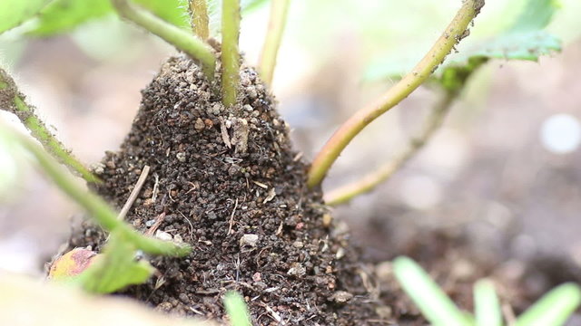 Ants making an anthill