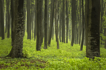 Fototapeta premium Foggy forest during spring