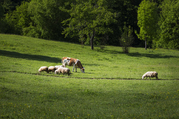 Farm animals on the green field