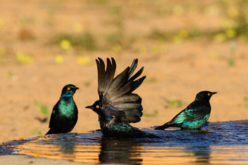 Cape glossy starling bathing in a waterhole