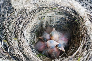 A nest with some baby birds (Turdus merula) © Tony