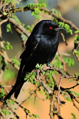 Forked-tailed drongo